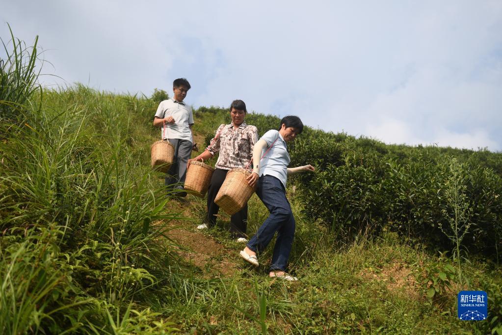 在廣西蒼梧縣六堡鎮(zhèn)山坪村，祝雪蘭（前）和村民采茶后走下茶山（2022年9月22日攝）。新華社記者 陸波岸 攝